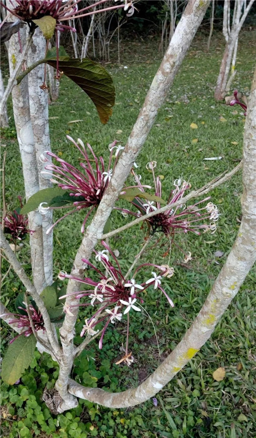 煙火樹,大青屬植物在古籍中的描述