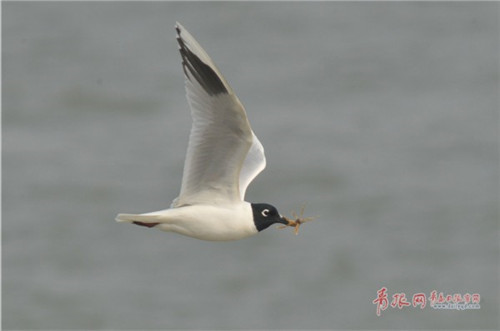 大群全球性瀕危鳥類黑嘴鷗現身膠州灣濕地