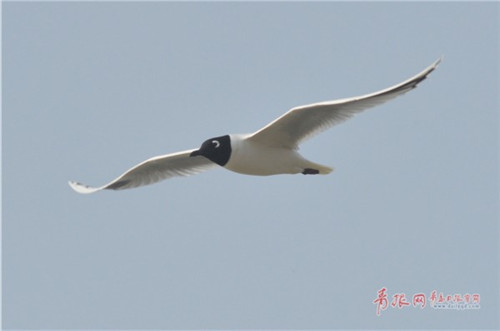 大群全球性瀕危鳥類黑嘴鷗現身膠州灣濕地