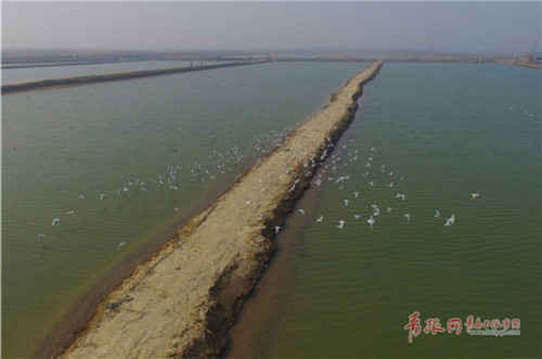 大群全球性瀕危鳥類黑嘴鷗現身膠州灣濕地