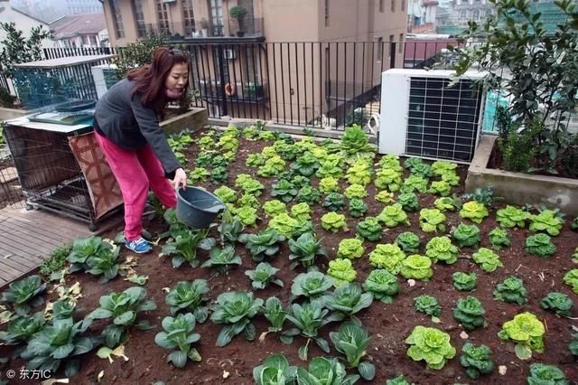 中國和德國屋頂花園發展對比