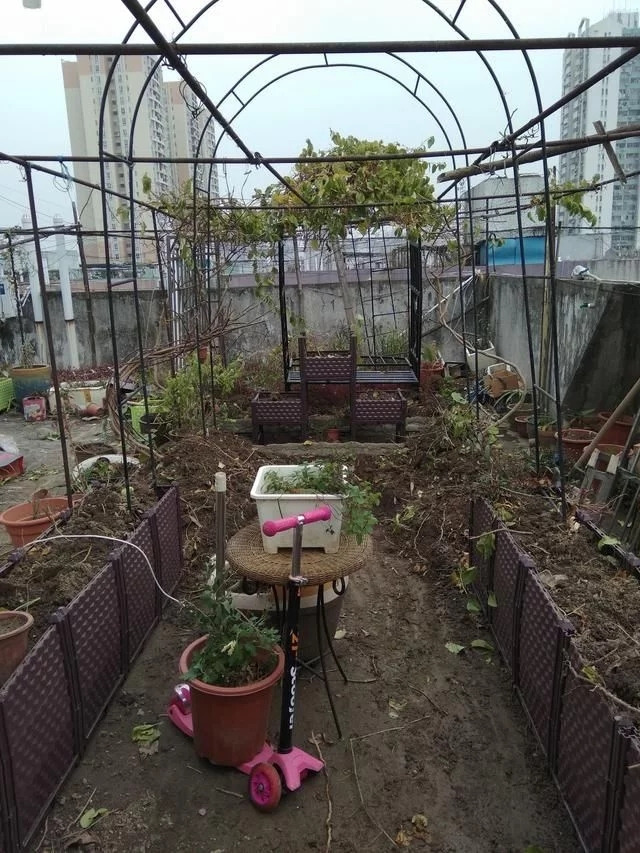 中國和德國屋頂花園發展對比