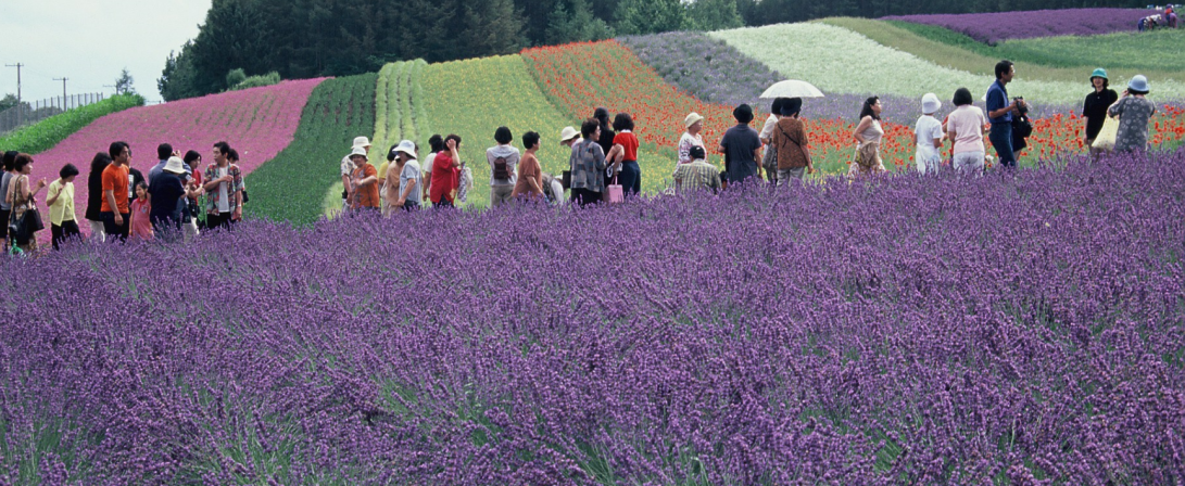 趙泰東：治愈花園中香草的理解