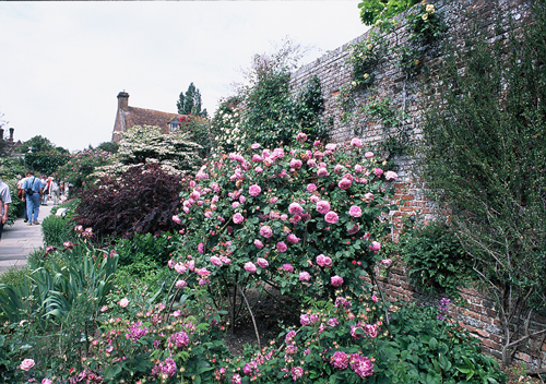 趙泰東：治愈花園中香草的理解
