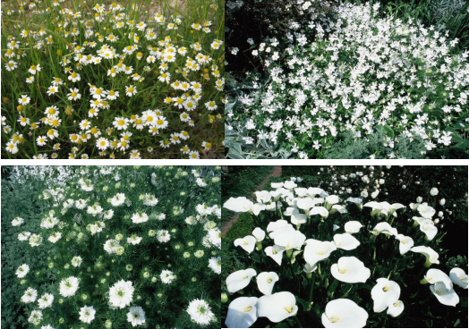 趙泰東：治愈花園中香草的理解