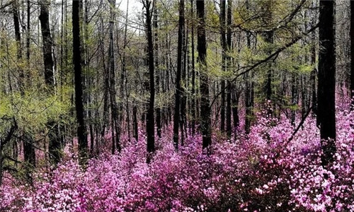 阿里河國(guó)家森林公園已成杜鵑花海