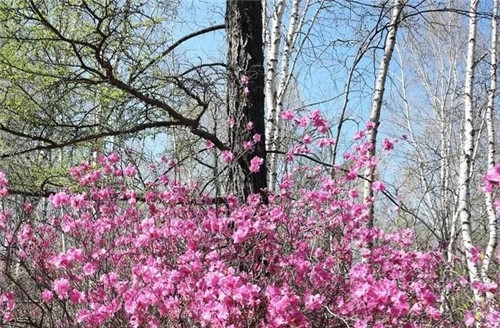 阿里河國(guó)家森林公園已成杜鵑花海