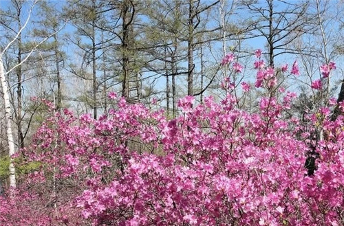 阿里河國(guó)家森林公園已成杜鵑花海
