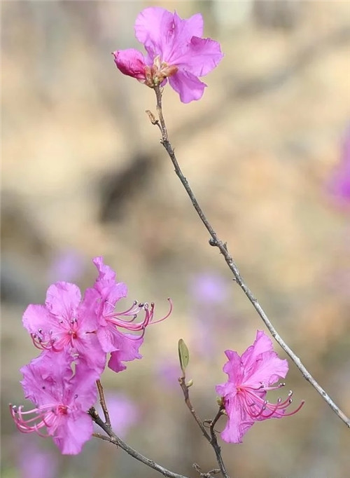 阿里河國(guó)家森林公園已成杜鵑花海