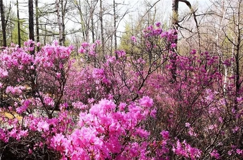 阿里河國(guó)家森林公園已成杜鵑花海