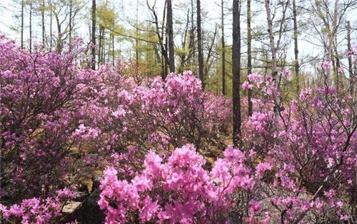 阿里河國(guó)家森林公園已成杜鵑花海