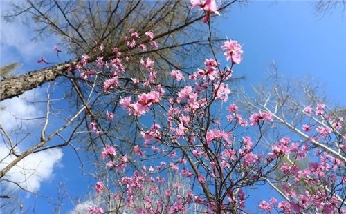 阿里河國(guó)家森林公園已成杜鵑花海