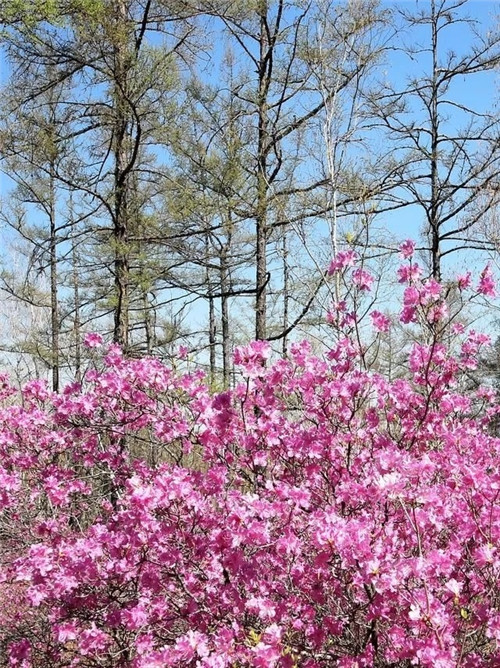 阿里河國(guó)家森林公園已成杜鵑花海