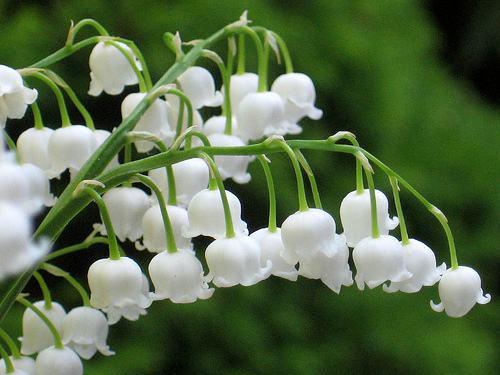 風(fēng)鈴草——花量大,氣味香甜,花漂亮