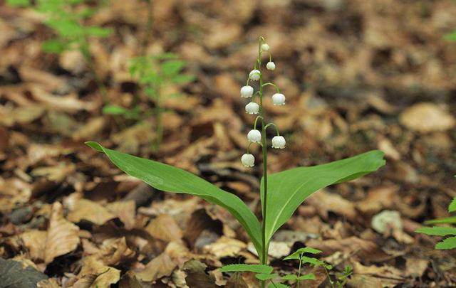 風(fēng)鈴草——花量大,氣味香甜,花漂亮