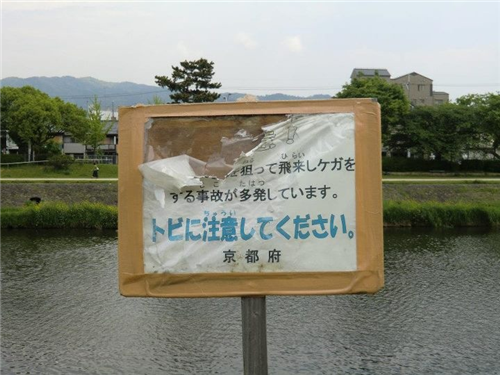 日本鴨川河上的千姿百態(tài)的橋