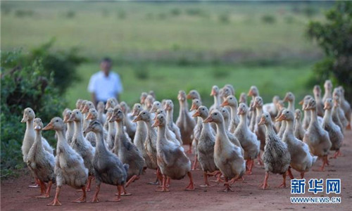 海口：濕地入城美如畫(huà)