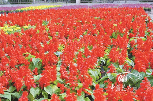 國際首例一串紅基因圖譜發布