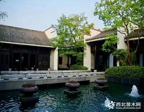 走進中式庭院，帶你領(lǐng)略苗木之美