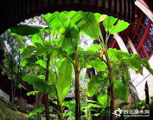 走進中式庭院，帶你領(lǐng)略苗木之美