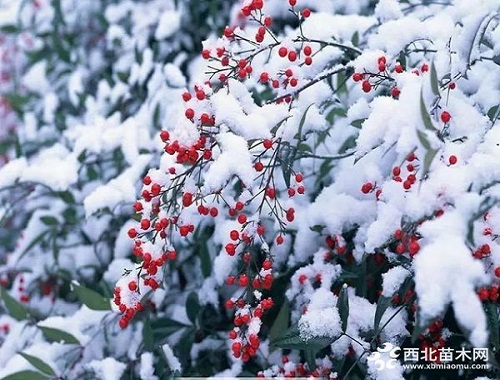 走進中式庭院，帶你領(lǐng)略苗木之美