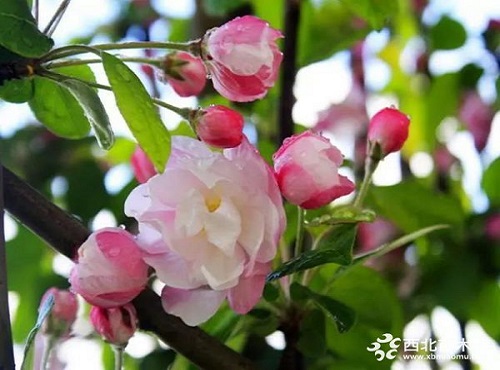 走進中式庭院，帶你領(lǐng)略苗木之美