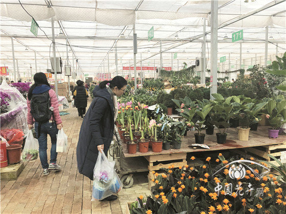 北京花卉市場疏解搬遷現(xiàn)狀調(diào)查