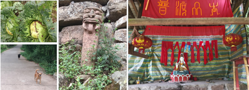 李沄璋：鄉(xiāng)村振興背景下對川西林盤保護(hù)與更新的思考