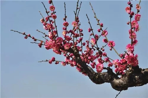 這一次，牡丹能當上中國的國花嗎？
