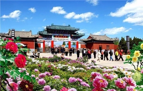 這一次，牡丹能當上中國的國花嗎？