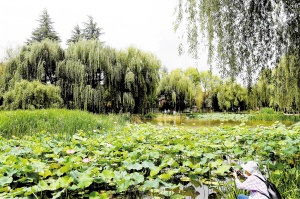 昆明：公園小水景藏著“大乾坤”