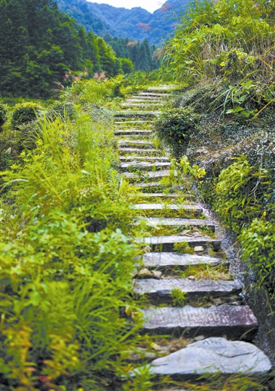行走森林古道 穿越時(shí)光隧道