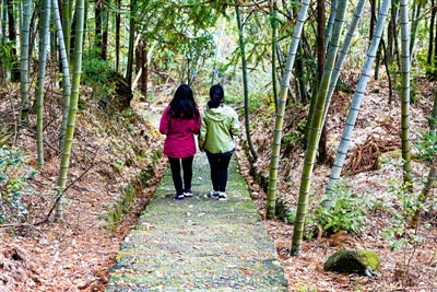 行走森林古道 穿越時(shí)光隧道