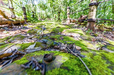 行走森林古道 穿越時(shí)光隧道
