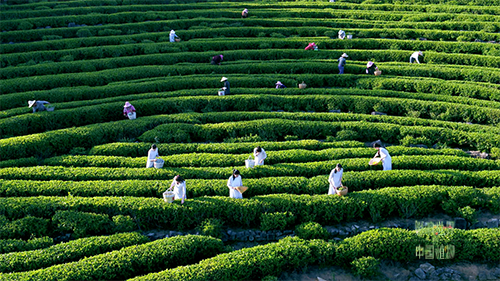 紀錄片《影響世界的中國植物》 中秋重磅推出！
