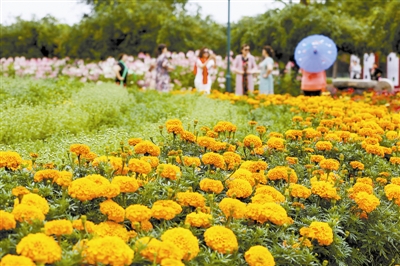 第十一屆北京菊花文化節(jié)舉辦