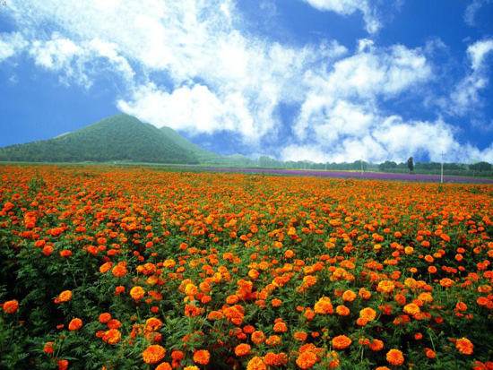 從“綠起來”到“活起來” 北京讓綠色成為城市底色 