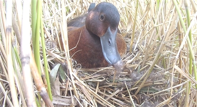 青頭潛鴨為何青睞河南民權黃河故道濕地？