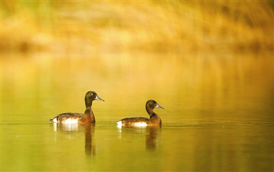 青頭潛鴨為何青睞河南民權黃河故道濕地？