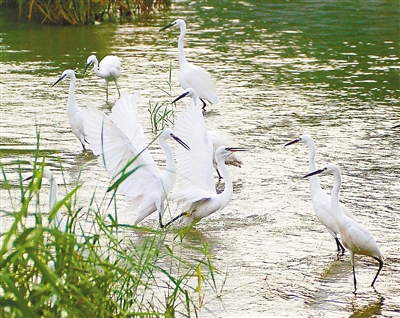 擦亮“生態”名片 無錫走出“綠色”變遷之路 