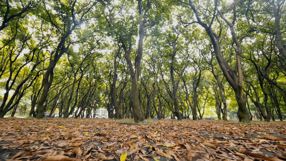 我把名字寫在了時(shí)間里丨華潤(rùn)置地 西園悅府