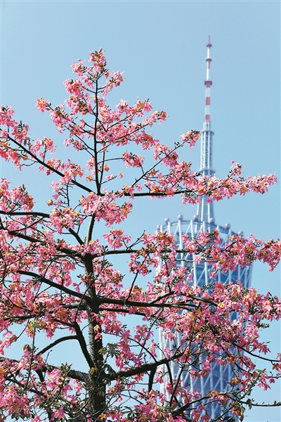 廣州市用繡花功夫做好城市規劃建設管理