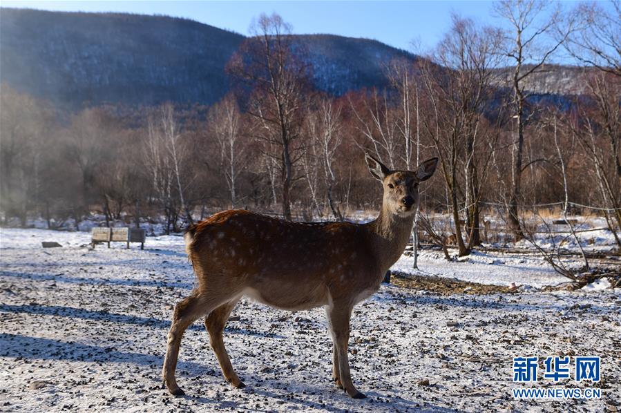 內(nèi)蒙古阿爾山:“山水變金銀”
