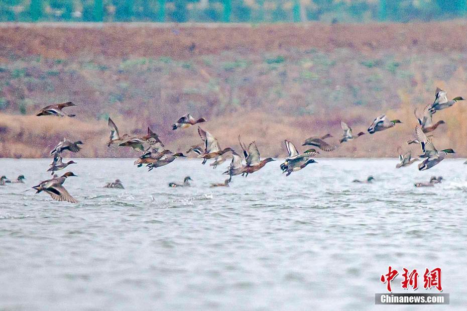 極危物種青頭潛鴨現身湖北枝江金湖