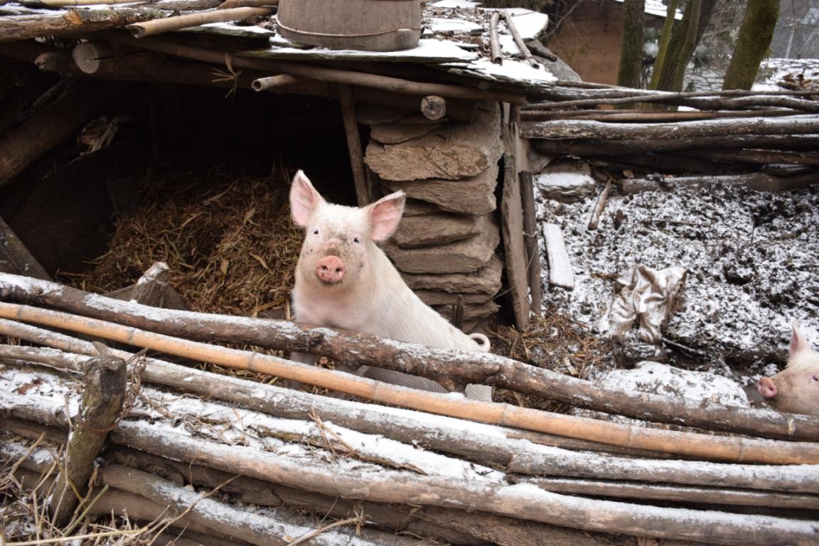 園冶杯一等獎朱文豪：一粒沙中見世界，一座村中見故鄉