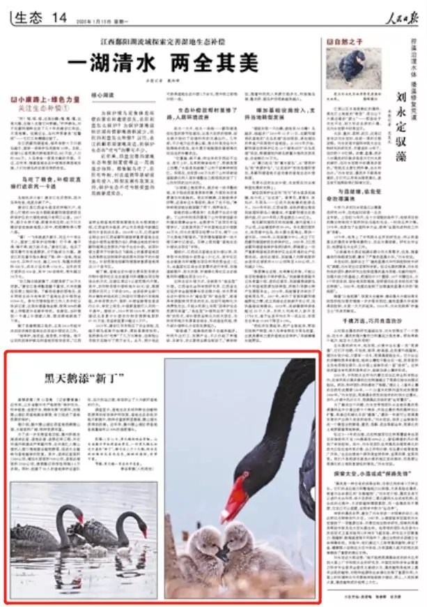 人民日?qǐng)?bào)點(diǎn)贊滕州：濕地功能大提升 黑天鵝添“新丁”