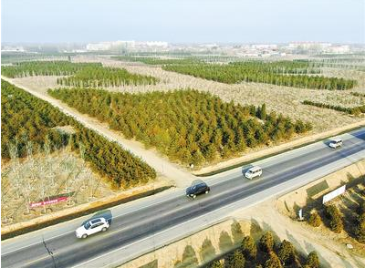 雄安新區：“千年秀林”已累計造林31萬畝