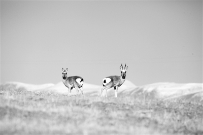 國家公園體制試點改革按下“快進鍵”