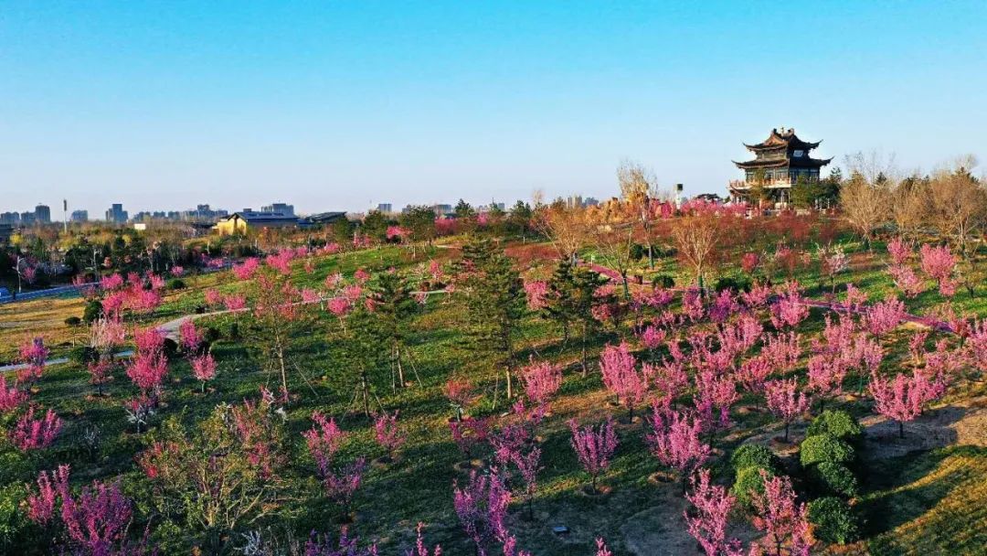 河北邢臺園博園梅嶺成最新網紅打卡地
