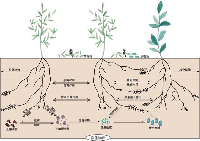 為了生存它們整日“竊竊私語”，相鄰植物釋放的化學物質到底在表達什么